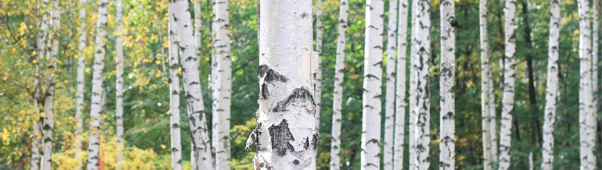 Beautiful birch trees in the forest
