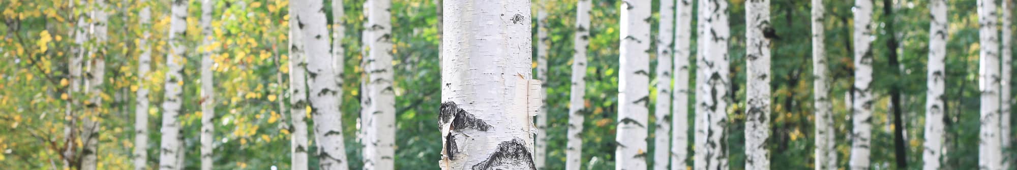 Beautiful birch trees in the forest