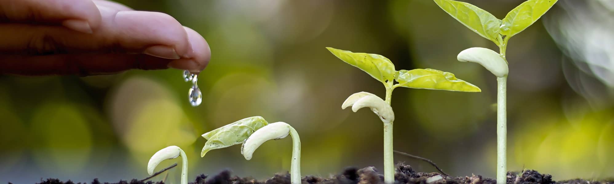 a hand dripping water on sprouts