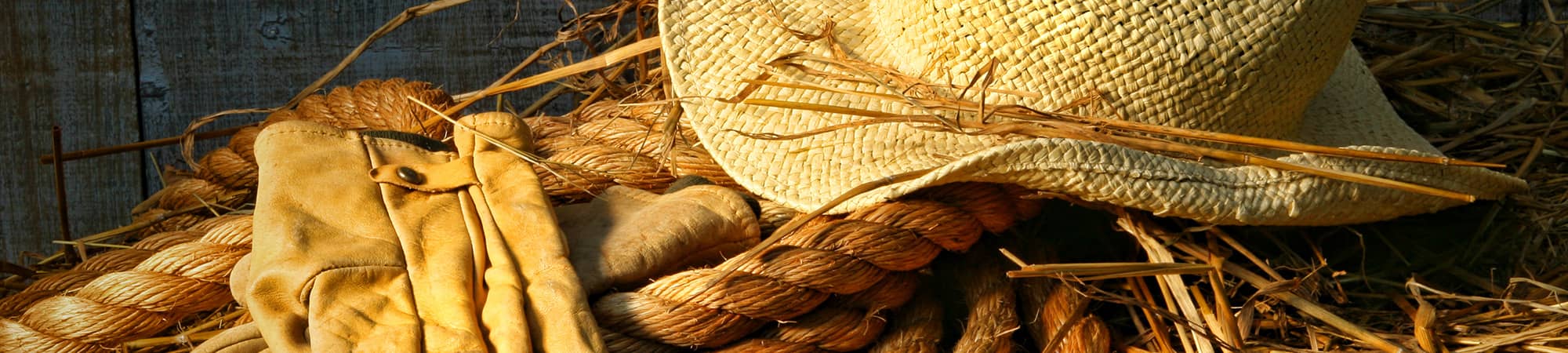 horses next to a fence