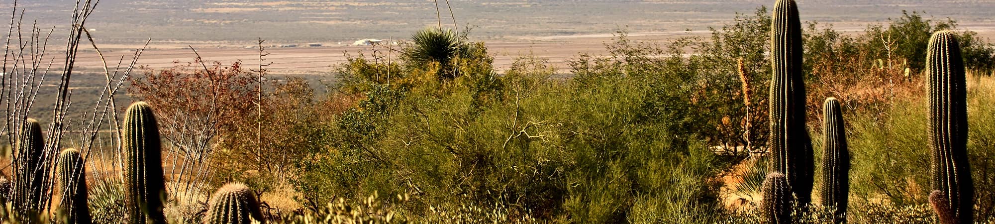 trees with pink blossoms
