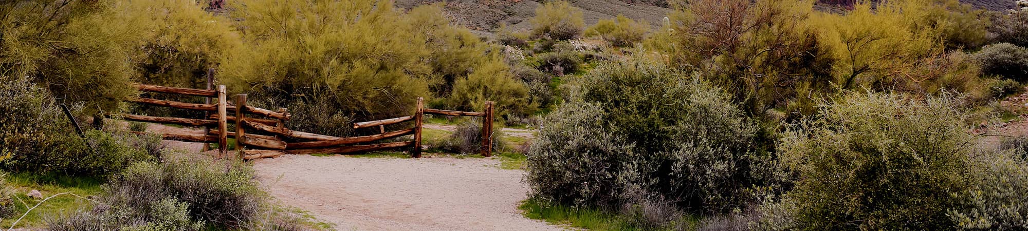 A field with trees turning autumn colors