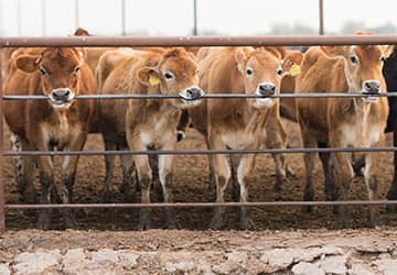 cows chewing on a fence