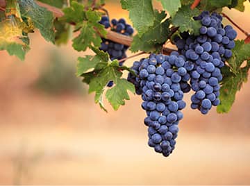 grapes hanging from a grapevine
