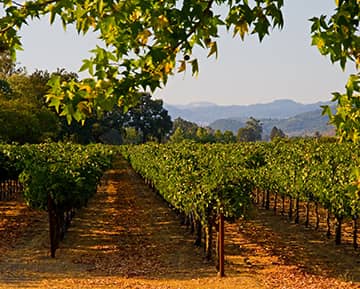 An orchard with hills in the background