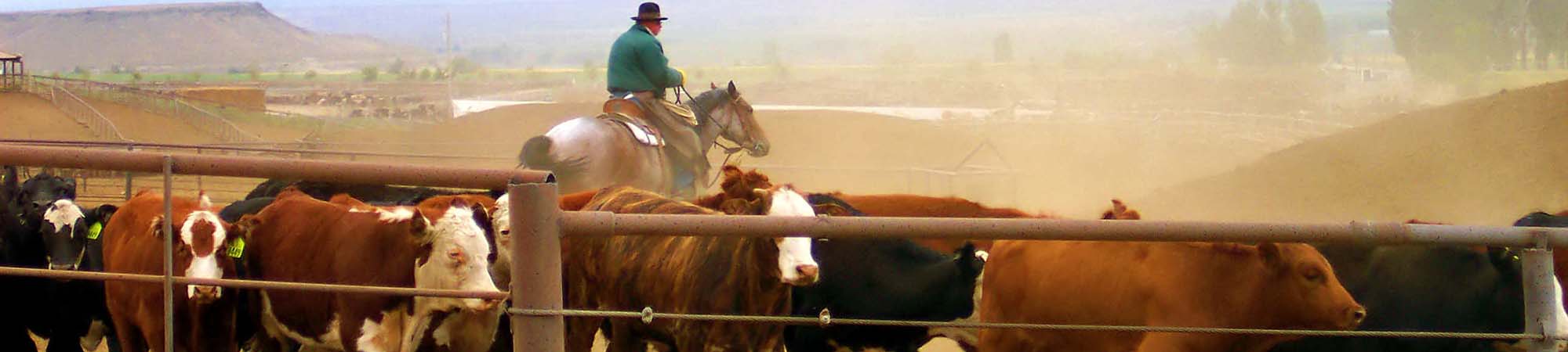 Rancher rounding up cattle on horse