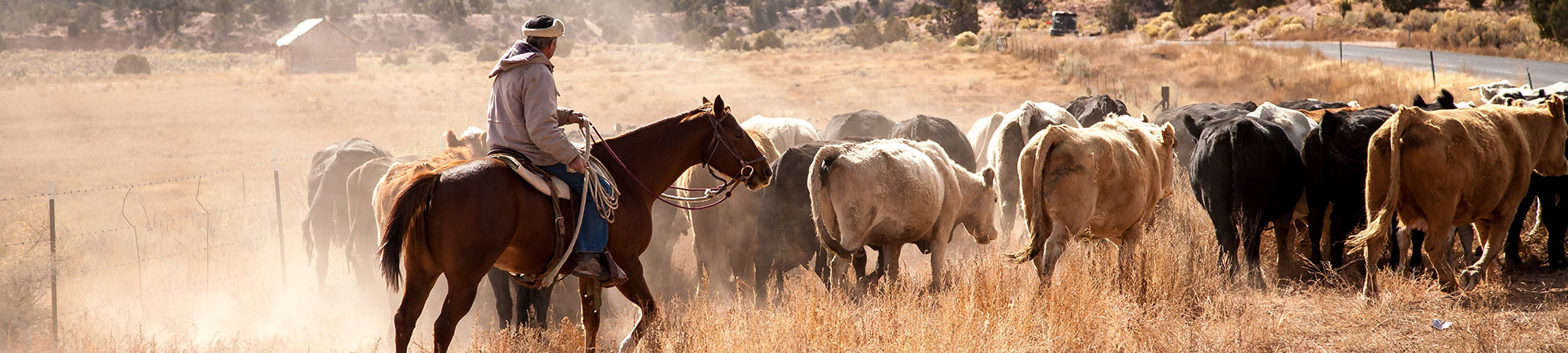 Cowboy herding cattle on a horse