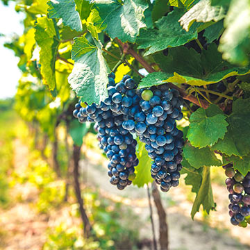 Grapes on a vine in a vineyard