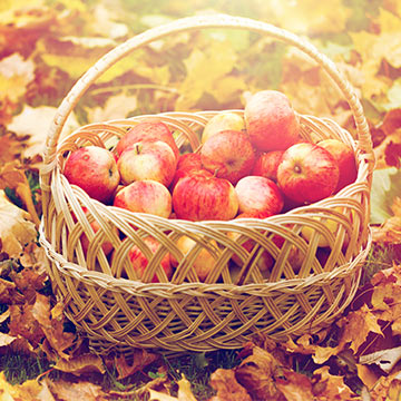 Apples in a basket