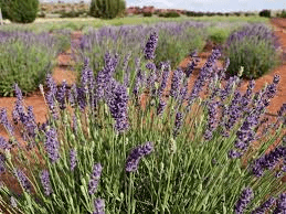Red Rock Lavender Farm