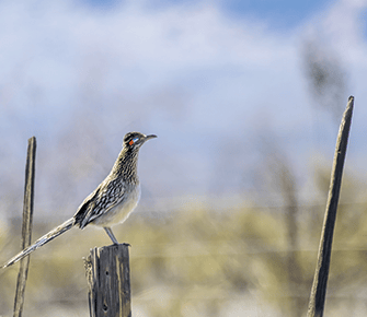 Beautiful Arizona bird perched on a post outside