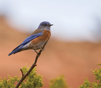 Beautiful blue and orange colored bird perched on a tree branch