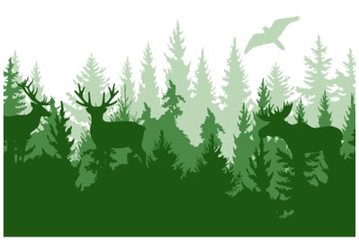 Wildlife in the forest