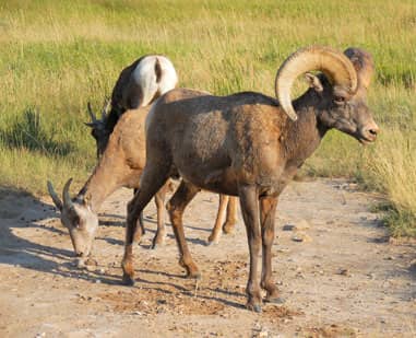 three antelopes grazing in the grass