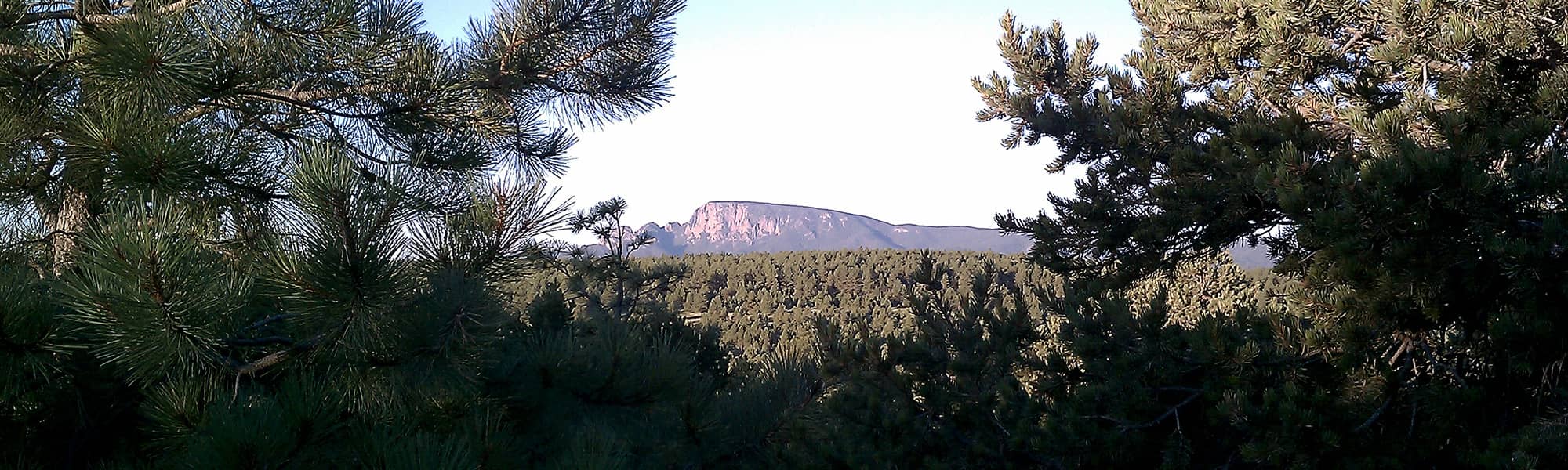 Trees and mountain plateau