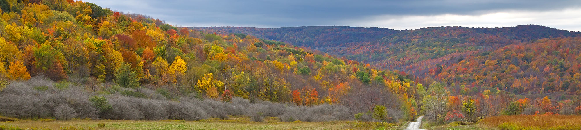 Beautiful landscape of trees turning yellow and orange