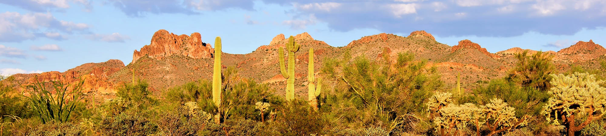 Beautiful Arizona desert landscape