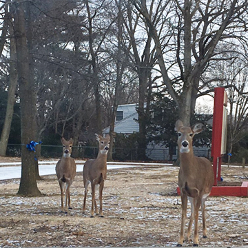 A group of deer spotted on campus