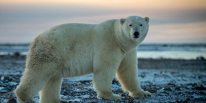 Polar bear standing