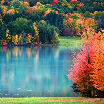 Forest lake in autumn
