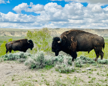 Buffalo in the wild