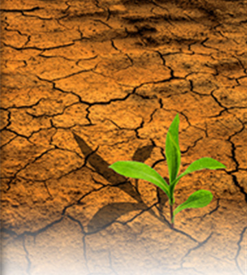 A plant growing out of dry soil