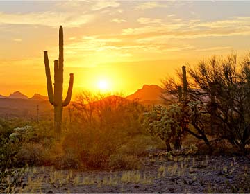 arizona desert