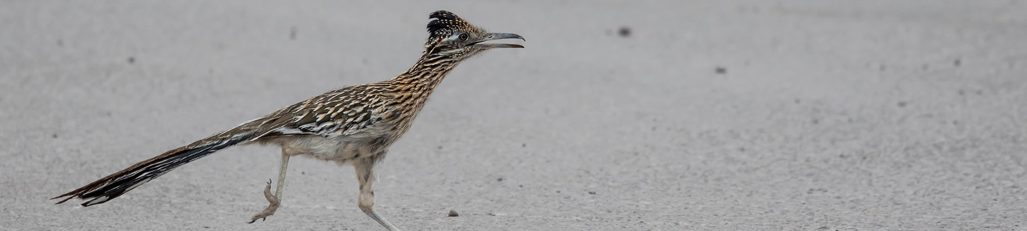Roadrunner running on concrete