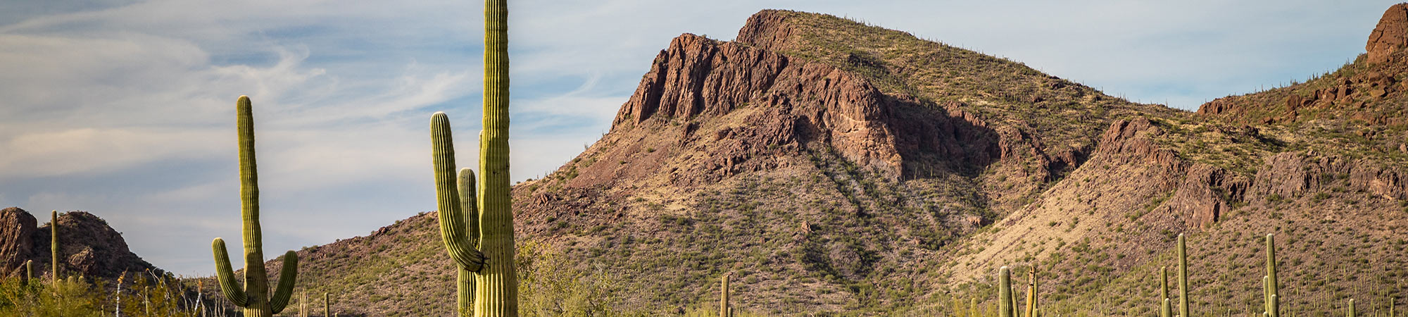 Cacti in the Arizona desert