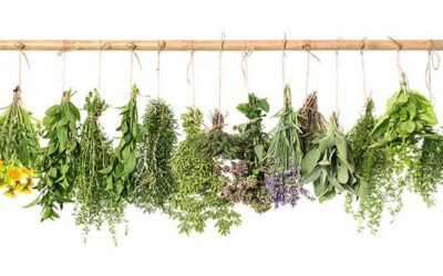 Indoor Herb Gardens for Cold-Weather Cooking: Fresh Flavor All Winter