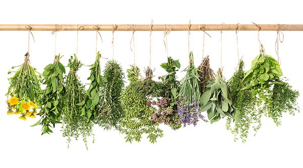 winter herbs - hanging to dry
