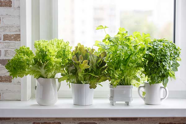 herbs growing on windowsill
