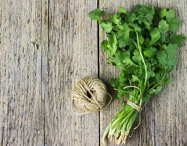 cilantro