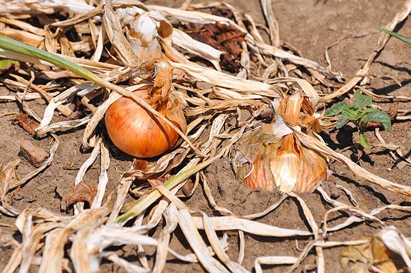 intermediate season onions in zone 6b