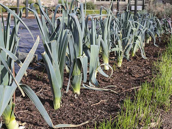 leeks in zone 6b