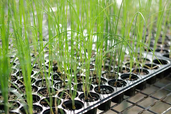 starting onions from seed zone 6b