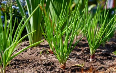 The Allium Adventure: How to Start Onions, Leeks & Shallots Like a Pro...and Actually Get Big, Beautiful Bulbs!
