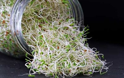 Sprout Your Way Through Winter