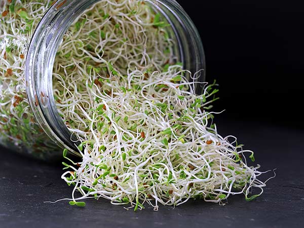 Alfalfa sprouts growing for the GrowTogetherGarden community garden