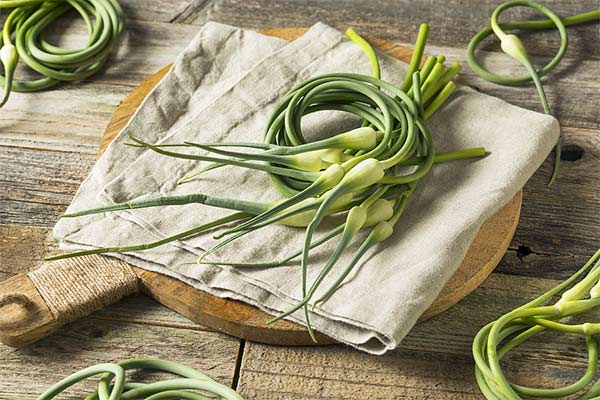 graphic-blog-bonuscrop1 garlic scapes - bonus crops in zone 6b