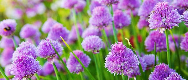 chive blossoms - how to use