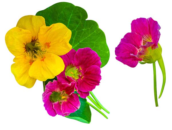 how to use edible flowers