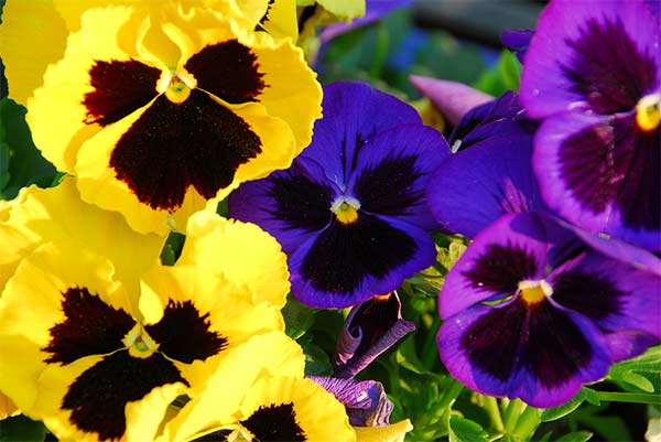 pansy flowers and how to use