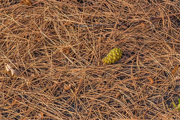 composting pine needles