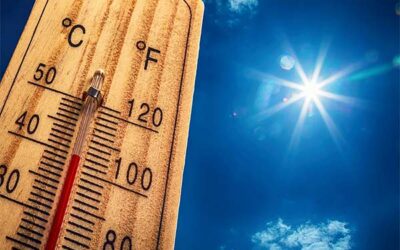 Surviving the Sizzle: Protecting Plants in a Hot Snap