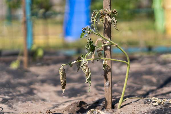 when plants wilt due to heat