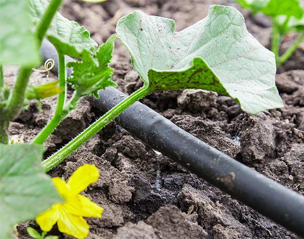 watering and drip systems