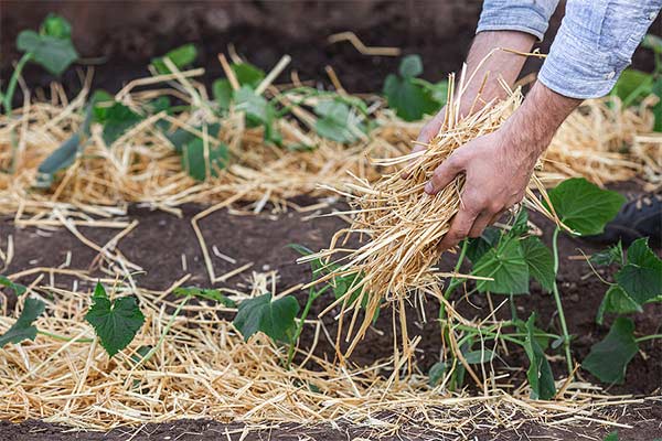 garden mulch
