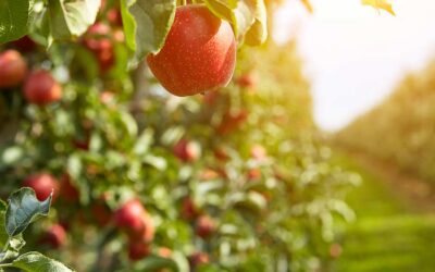 Plant a Legacy: Sponsor an Orchard Tree