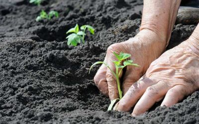 The Big Plant-Out: Timing It Right for a Thriving Summer Garden